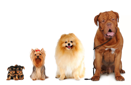 Scalable Public Relations